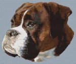 Boxer Beauty (image for) Boxer Beauty